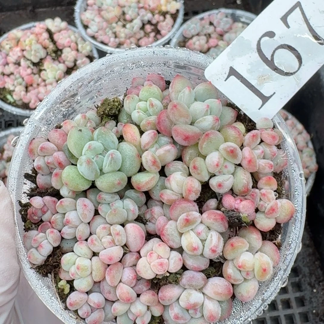 多肉植物多肉植物167