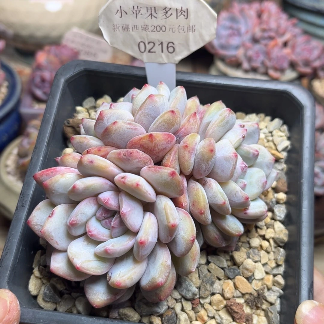 黄底紫心216/11cm3头