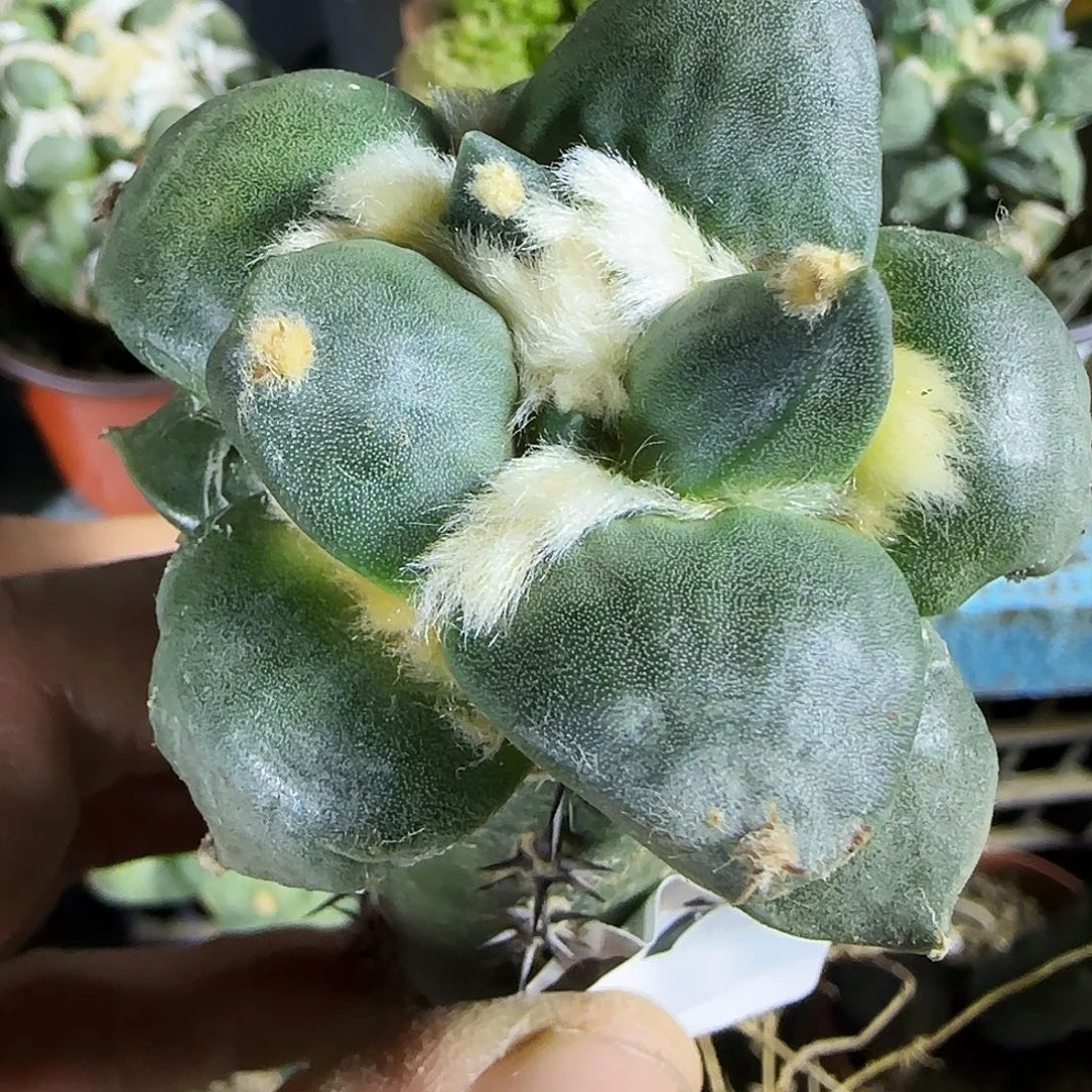 丸尤078仙人球开花