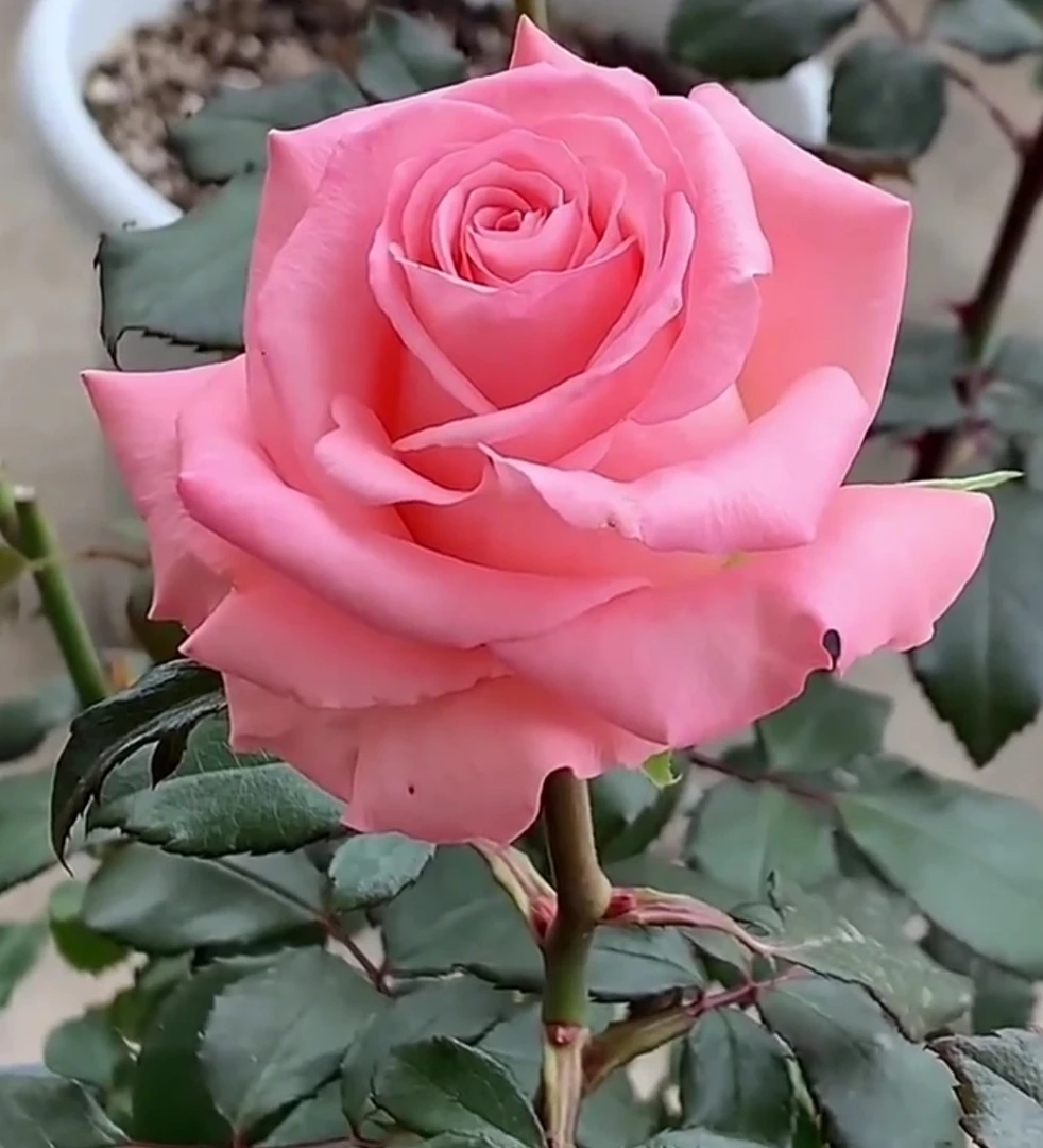 戴安娜月季玫瑰苗切花四季粉色淡香造景庭院阳台盆栽花卉大花月季