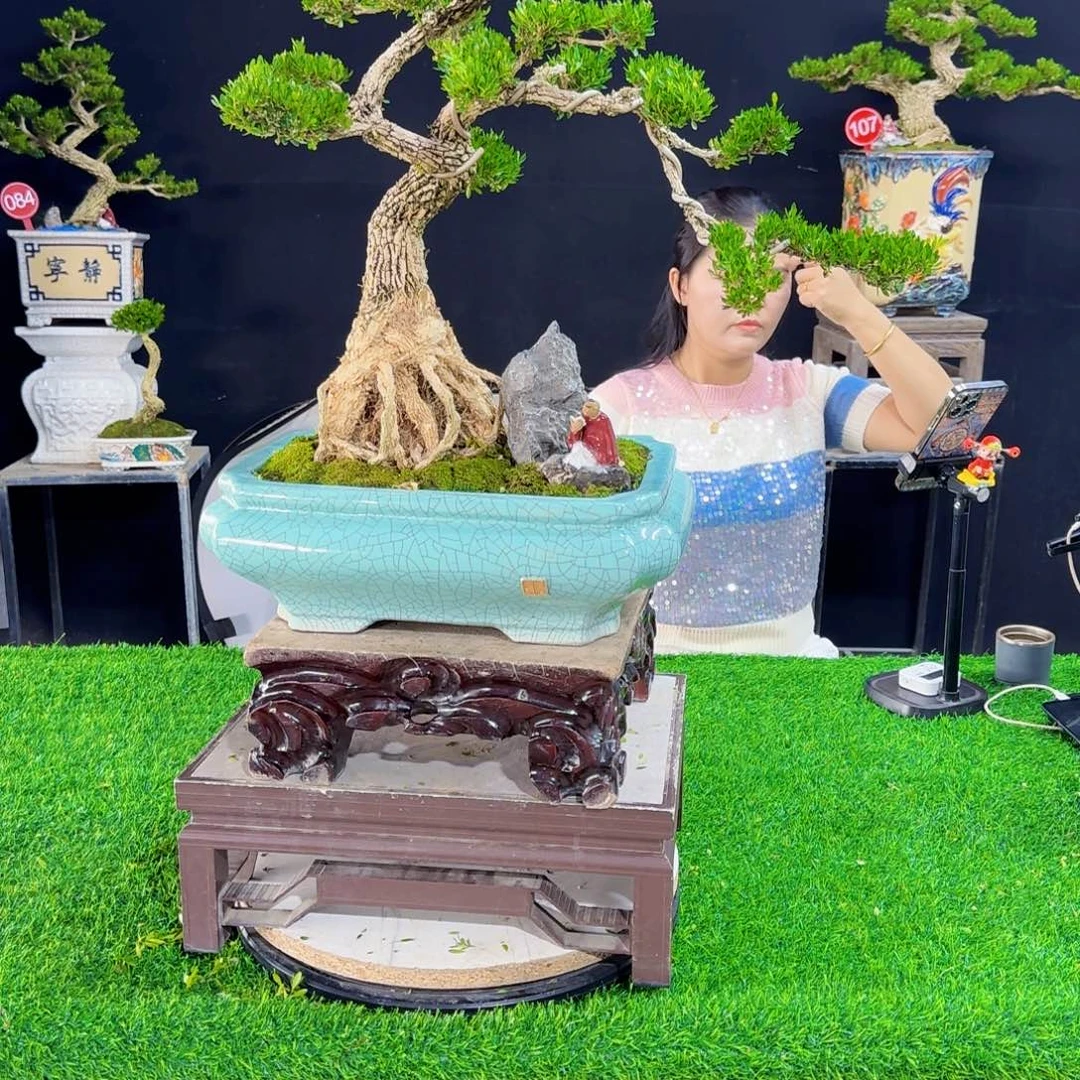 当前无花朵，栽培后可花朵