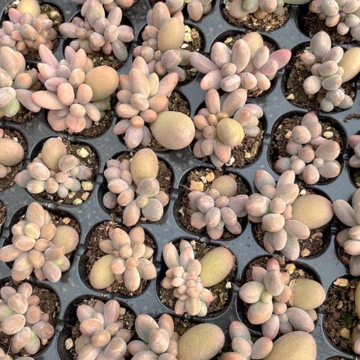 糖果群随机发3/4头混