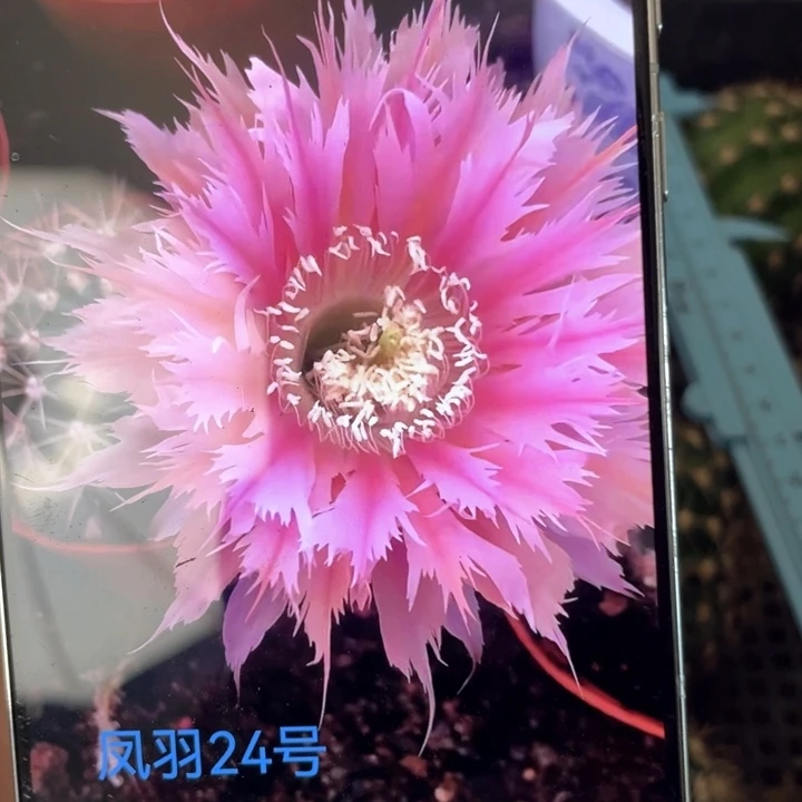 凤羽24六公分左右满18包邮