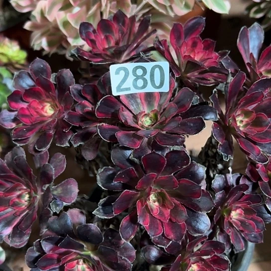 星***愿多肉植物一个香280