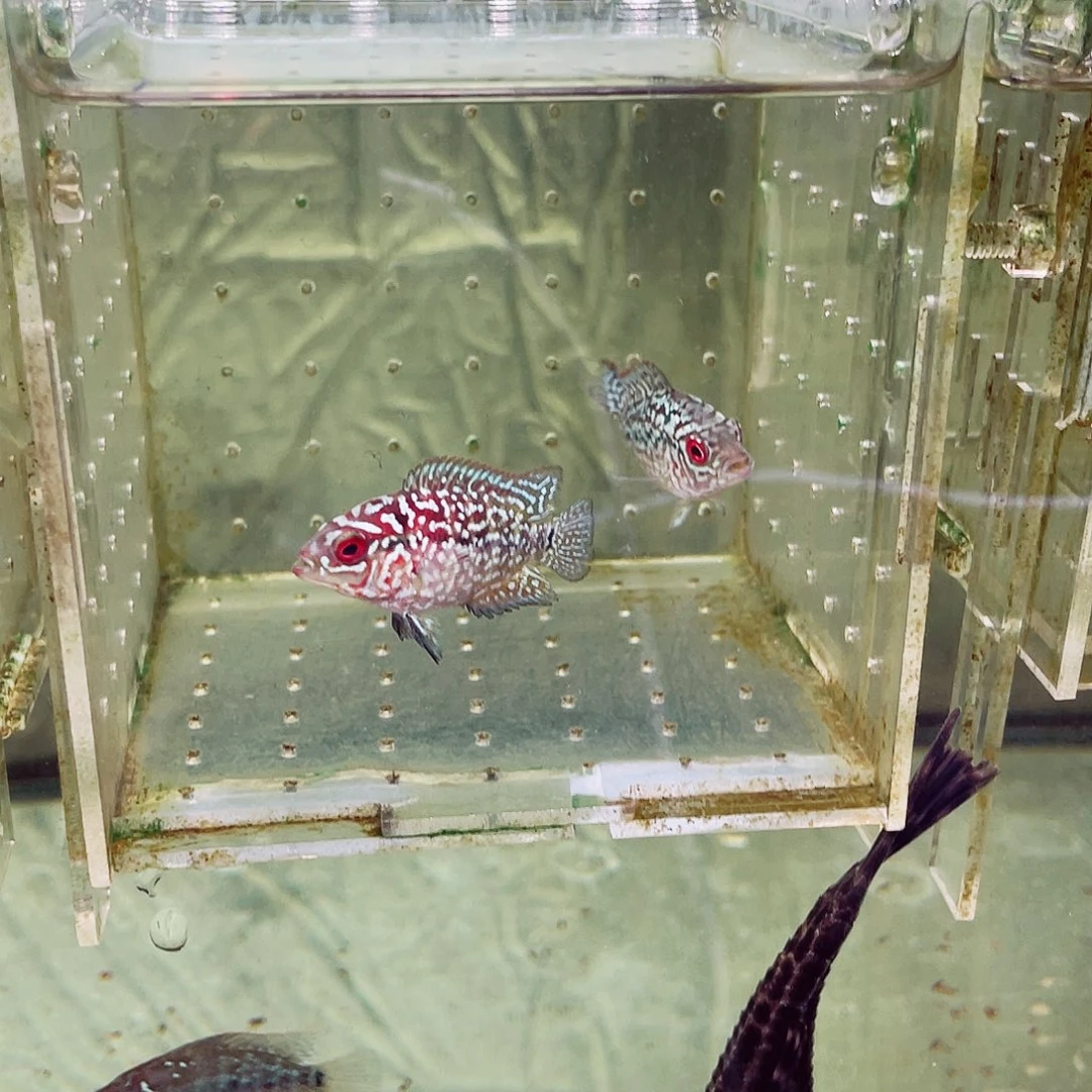 猫***猫罗汉鱼f3罗汉鱼苗2条