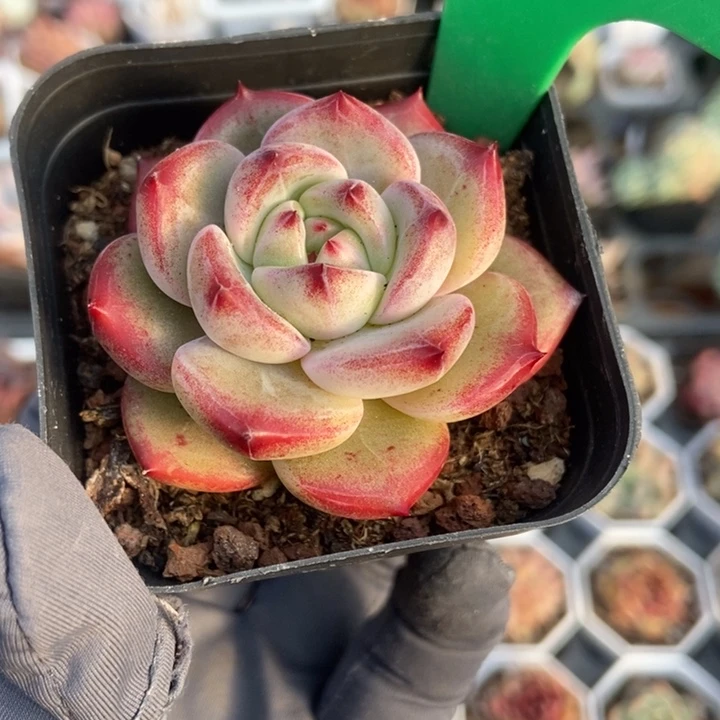 q1676夜魔侠多肉植物保护