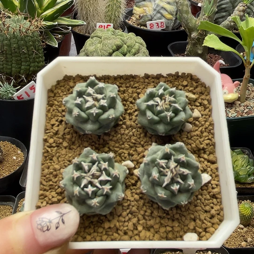 实生大尤赤花娇丽仙人球