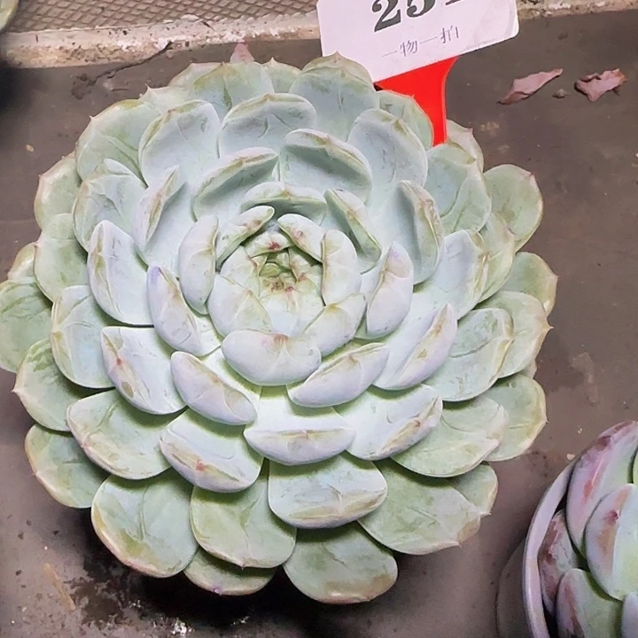 白恋251多肉植物，