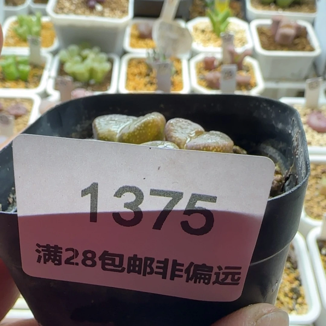 【闪购商品】g*f1375