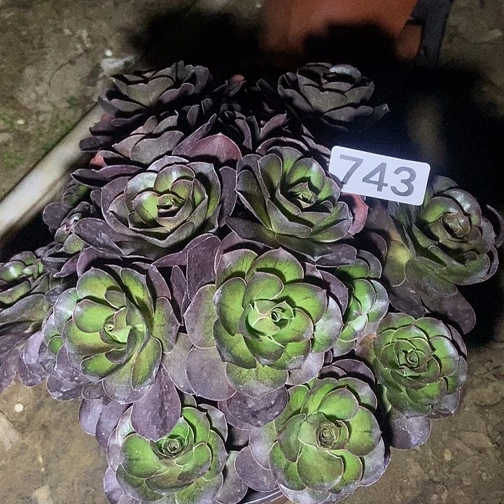 朵朵美金玫瑰743号