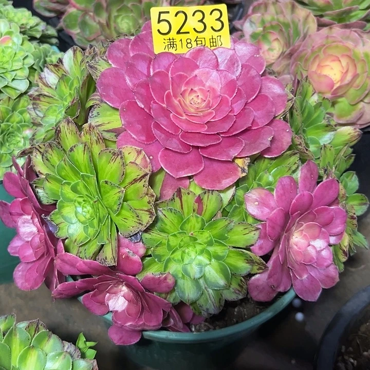 M***程233知否多肉法师锦