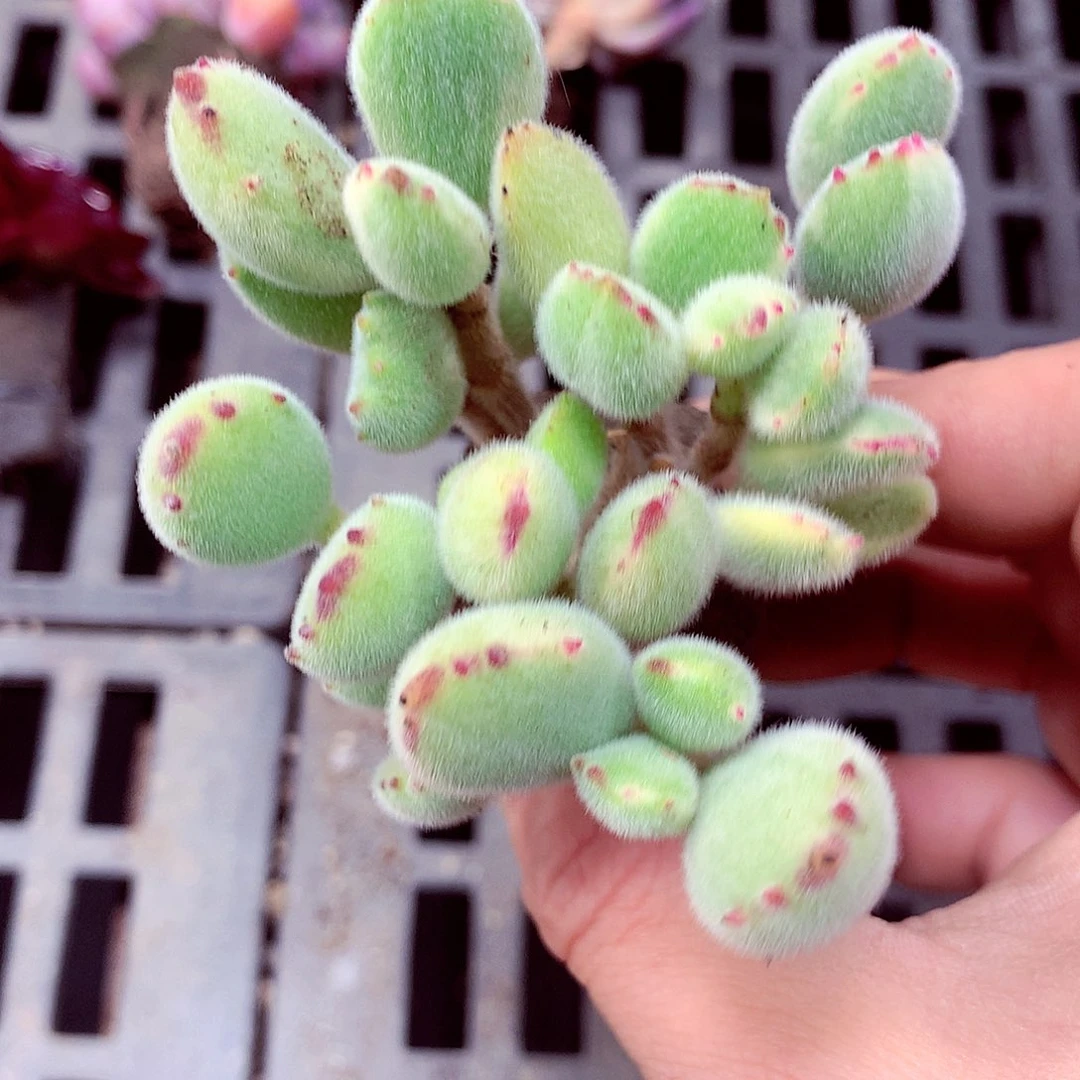 5厘米盆精控多肉854