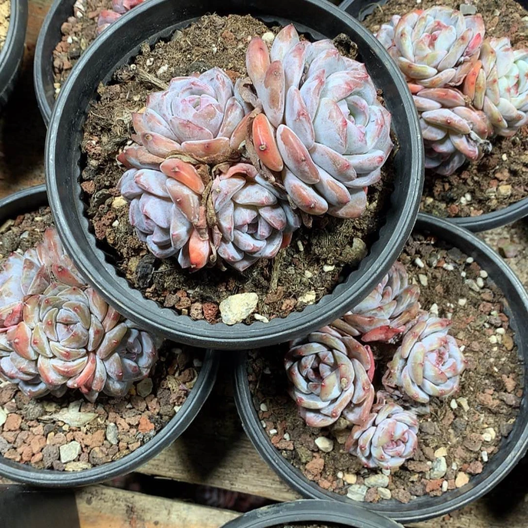 星影多肉植物哈哈哈