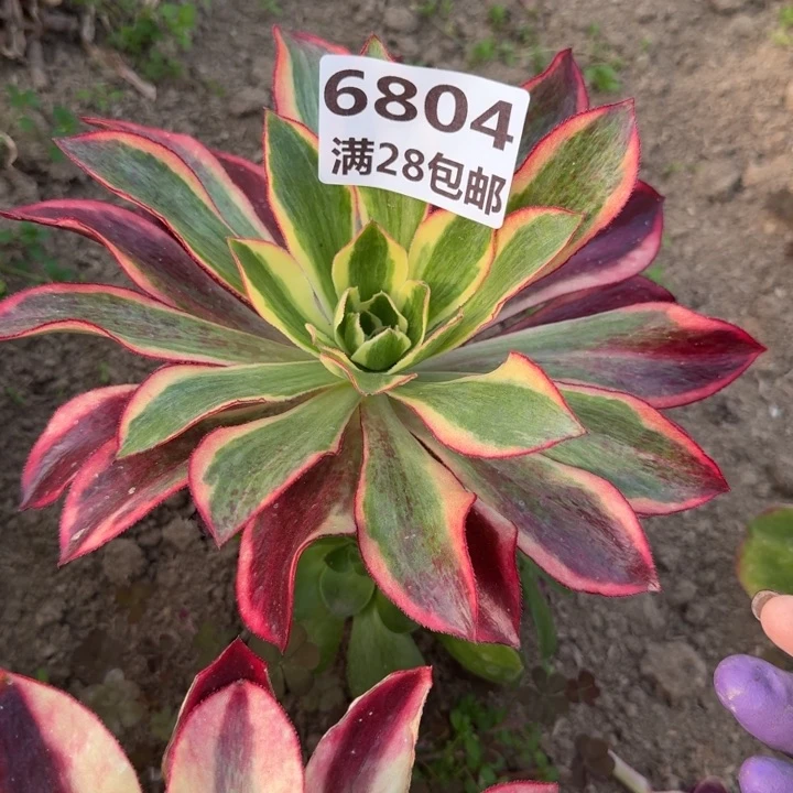 爱****子6804三号棚嫁接魅影D