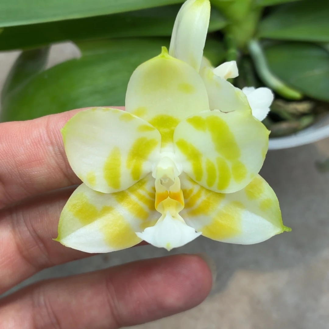当前无花朵，栽培后可花朵A230弥陀绿老虎