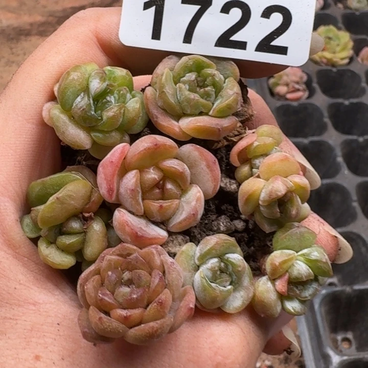 无花朵多肉植物多肉植物