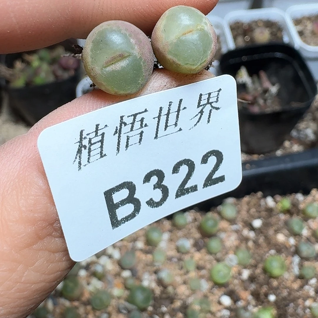 322盒多肉植物哇f c