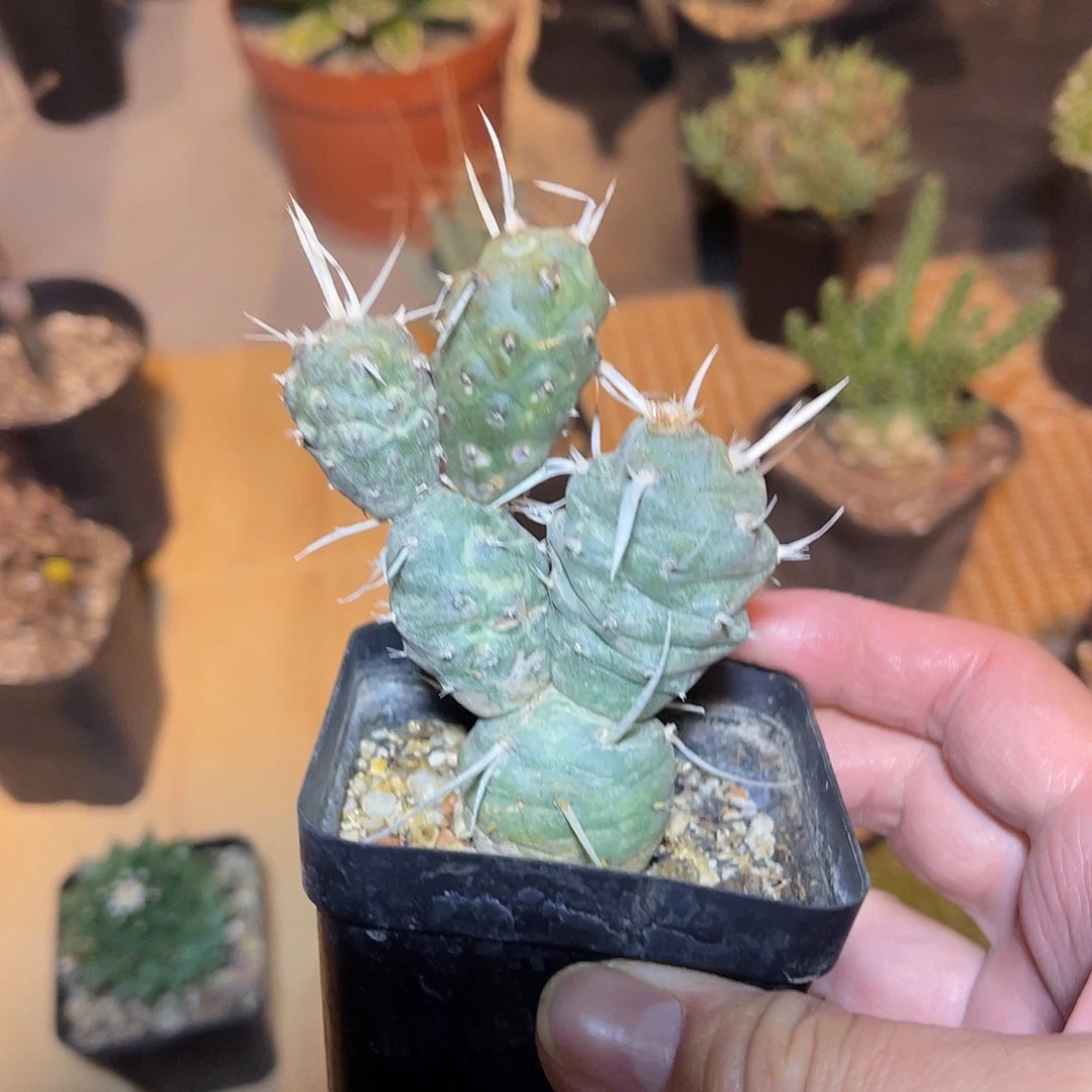 纸刺武藏野一物一拍