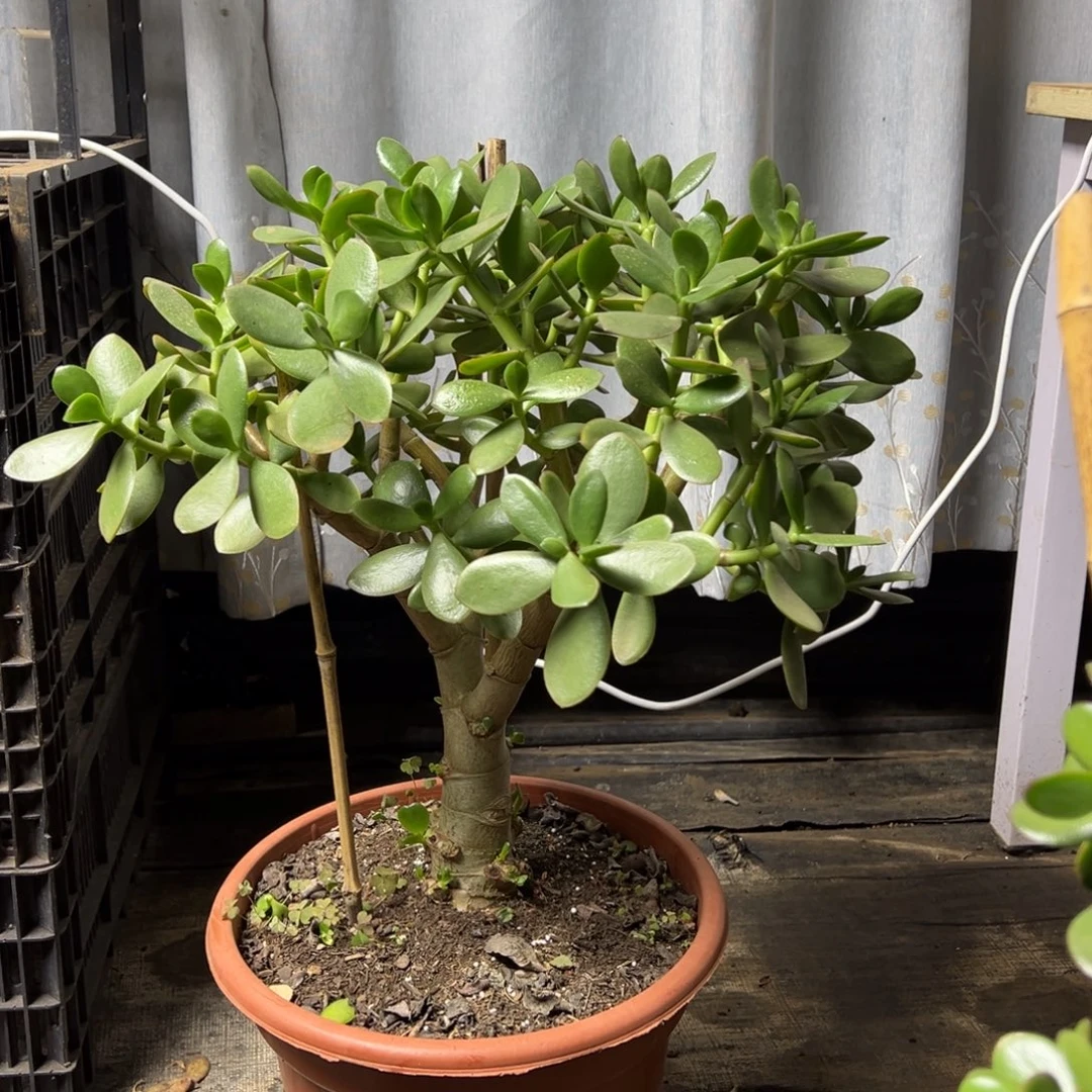 大***烟7年玉树带土球发货