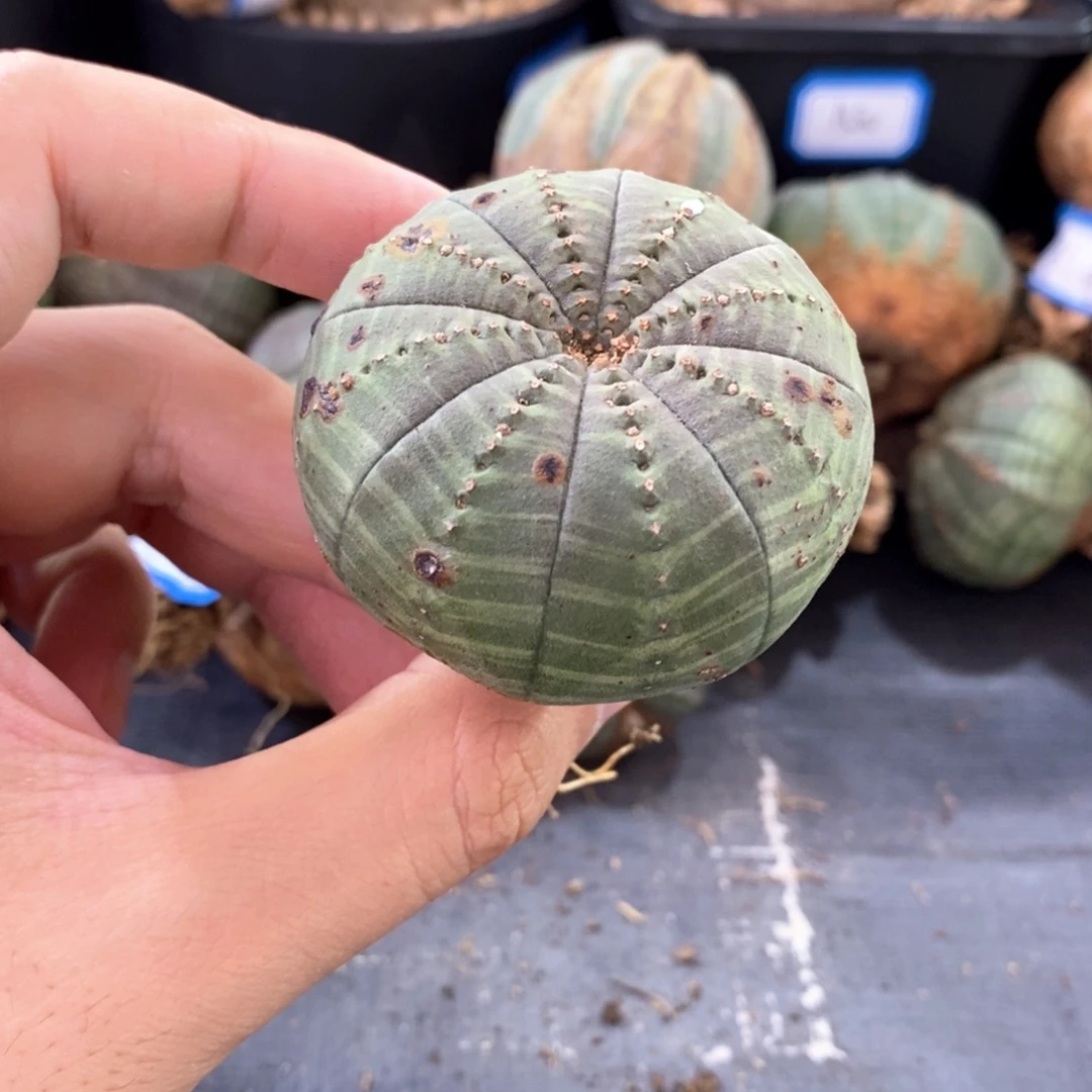 19 欧系实生布纹球多肉植物