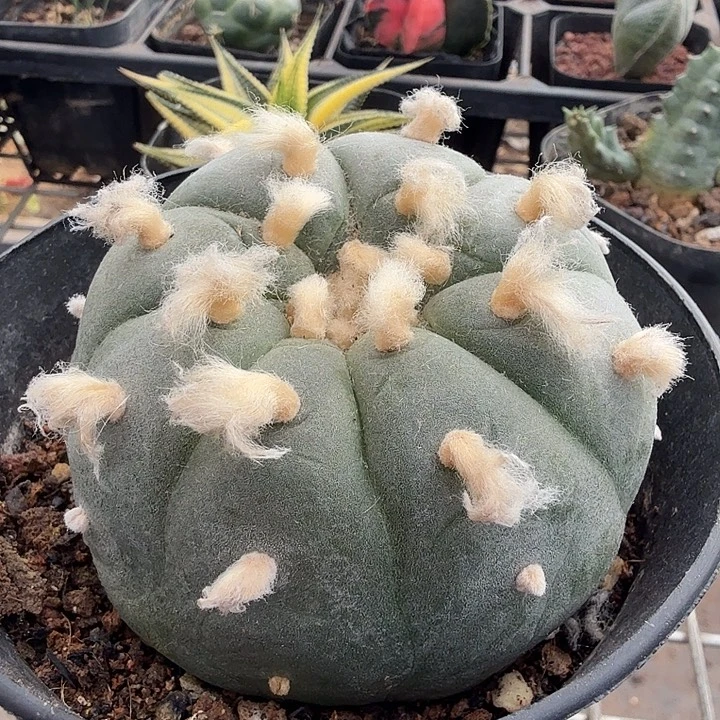 实生长毛大海鲜7仙人球