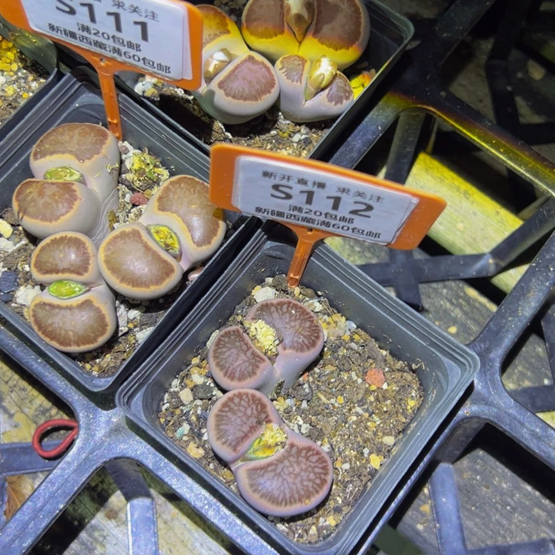 112 生石花大群生大群生