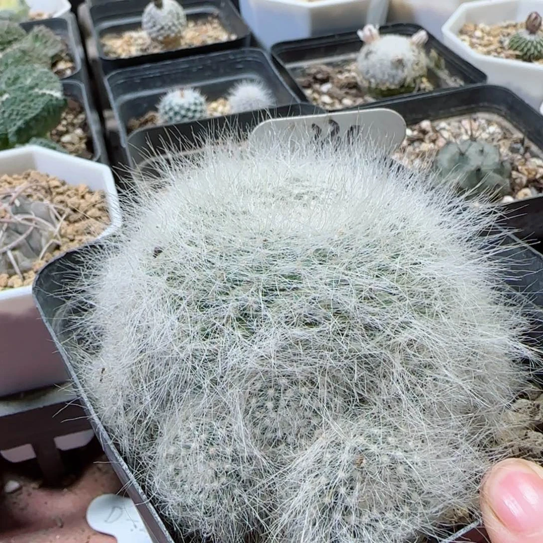 ?***6330实生长毛雪源玉翁多肉