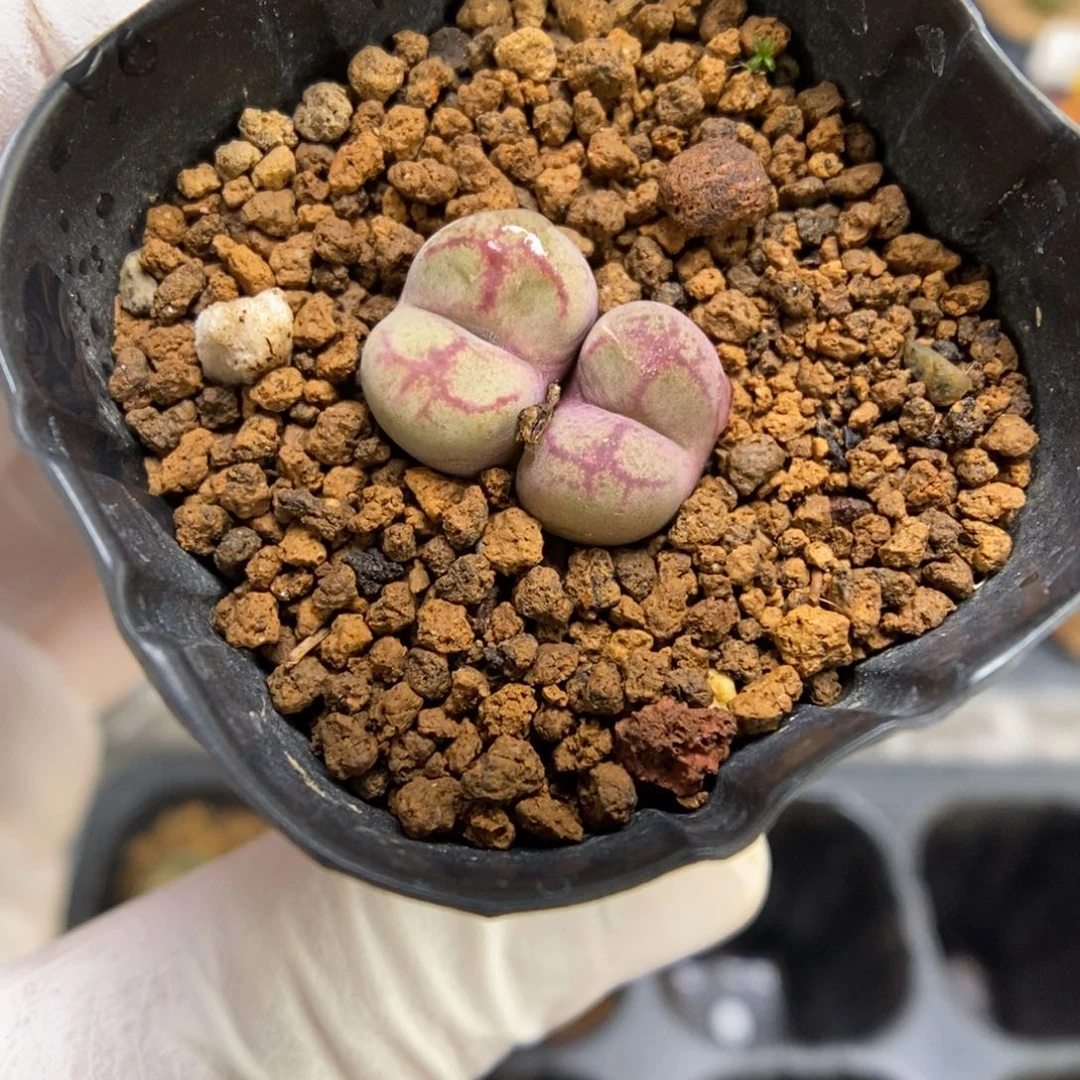 多肉植物肉锥杂交K-4453