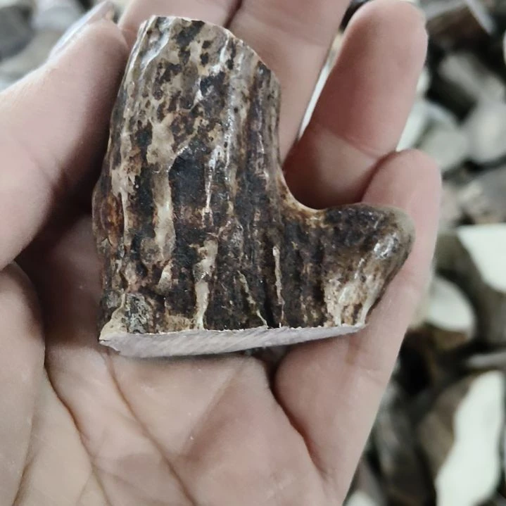 熊****非金属无鹿角鹿角鹿角