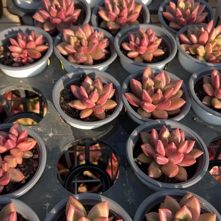 新疆包邮 迷雾泡泡