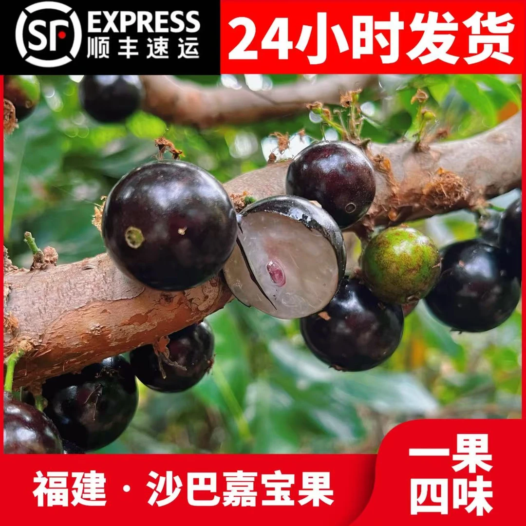 【顺丰包邮】沙巴嘉宝果树葡萄一果四味 稀有当季水果1-4斤坏果包赔