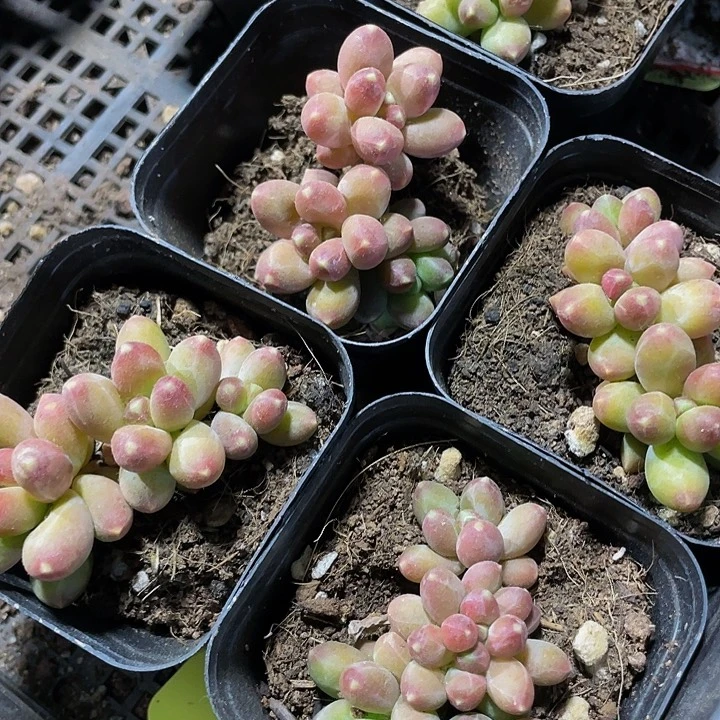 6.5方千代田带盆