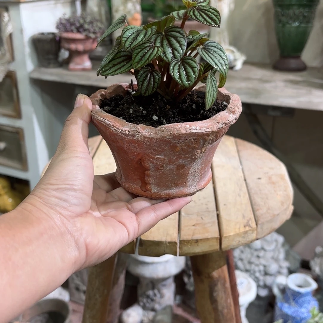 许纯的花房 开播福利小盆