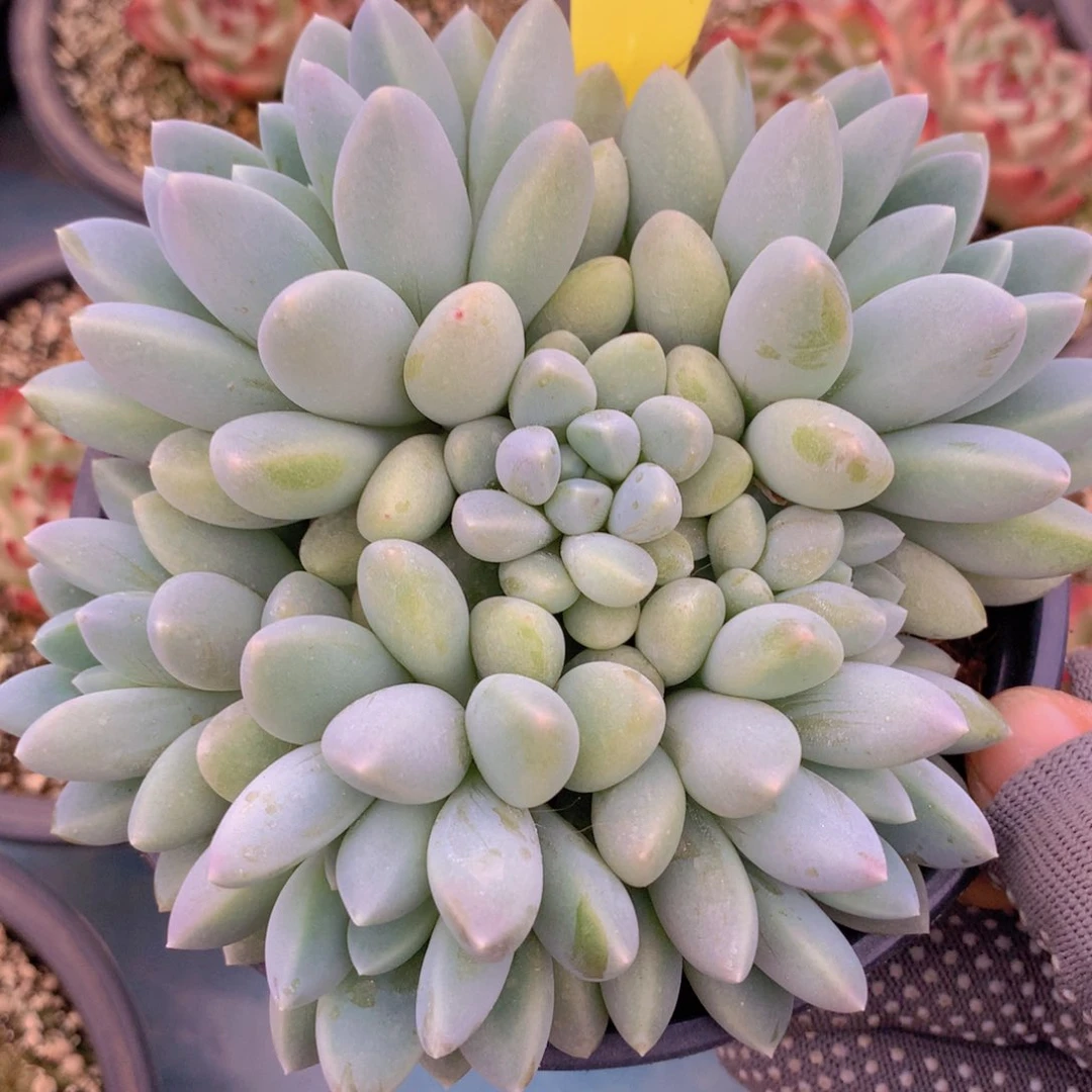 我家的小可爱们都好可爱啊哈哈哈哈哈