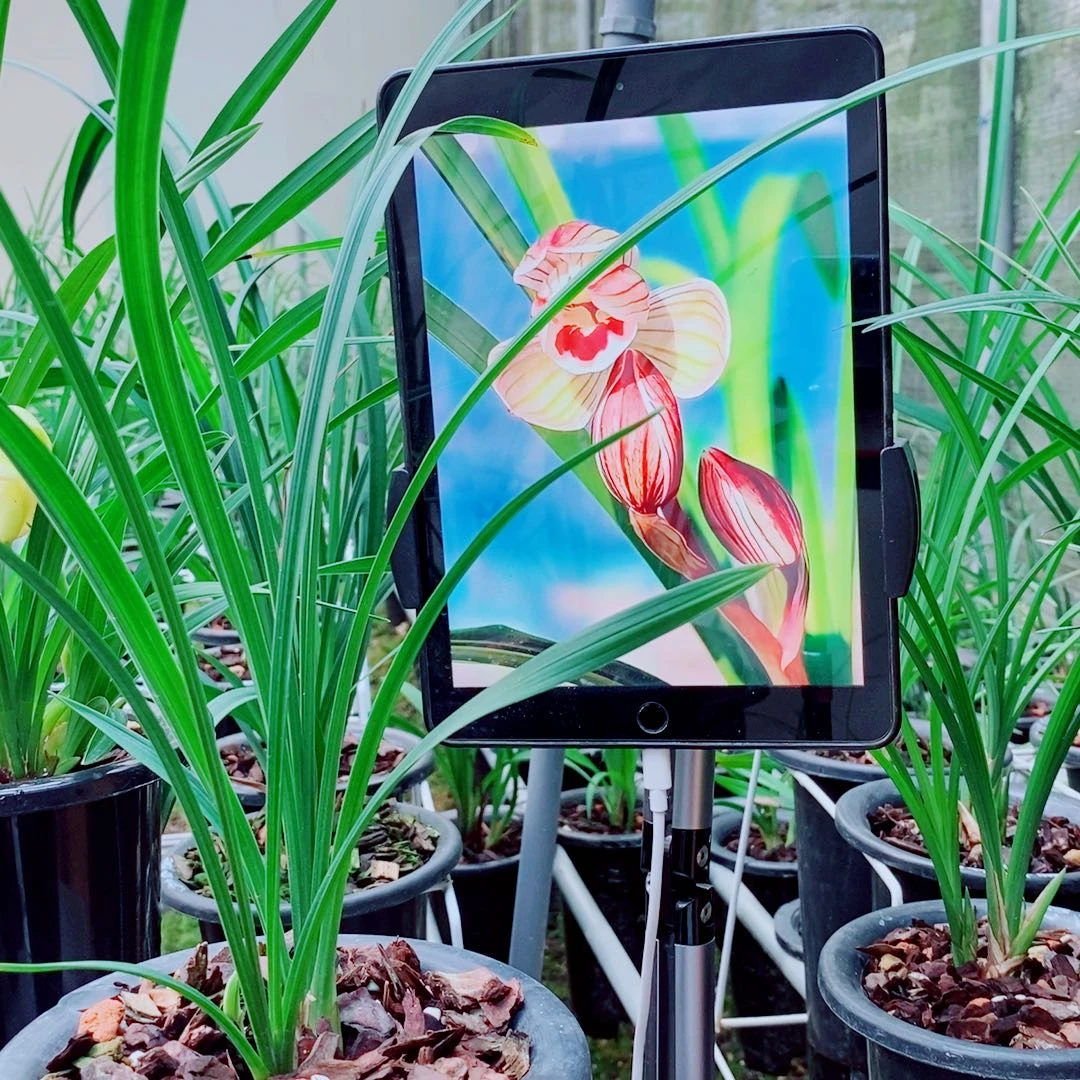 当前无花栽培后可以开花