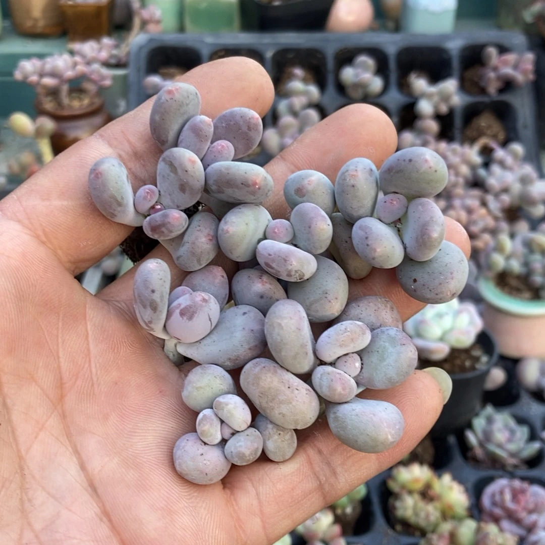 奶酪双头9.9米7颗发货