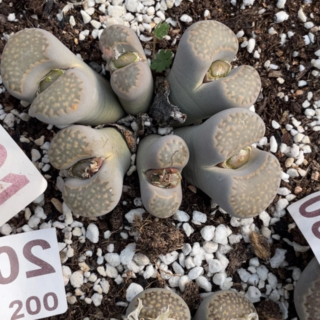 非偏远满20包邮335