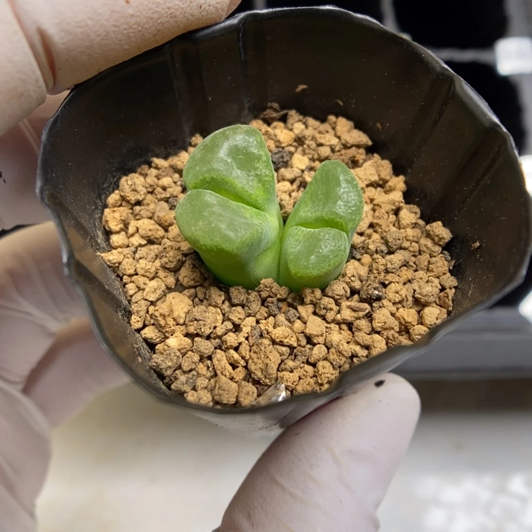 多肉植物肉锥杂交K-097 风铃