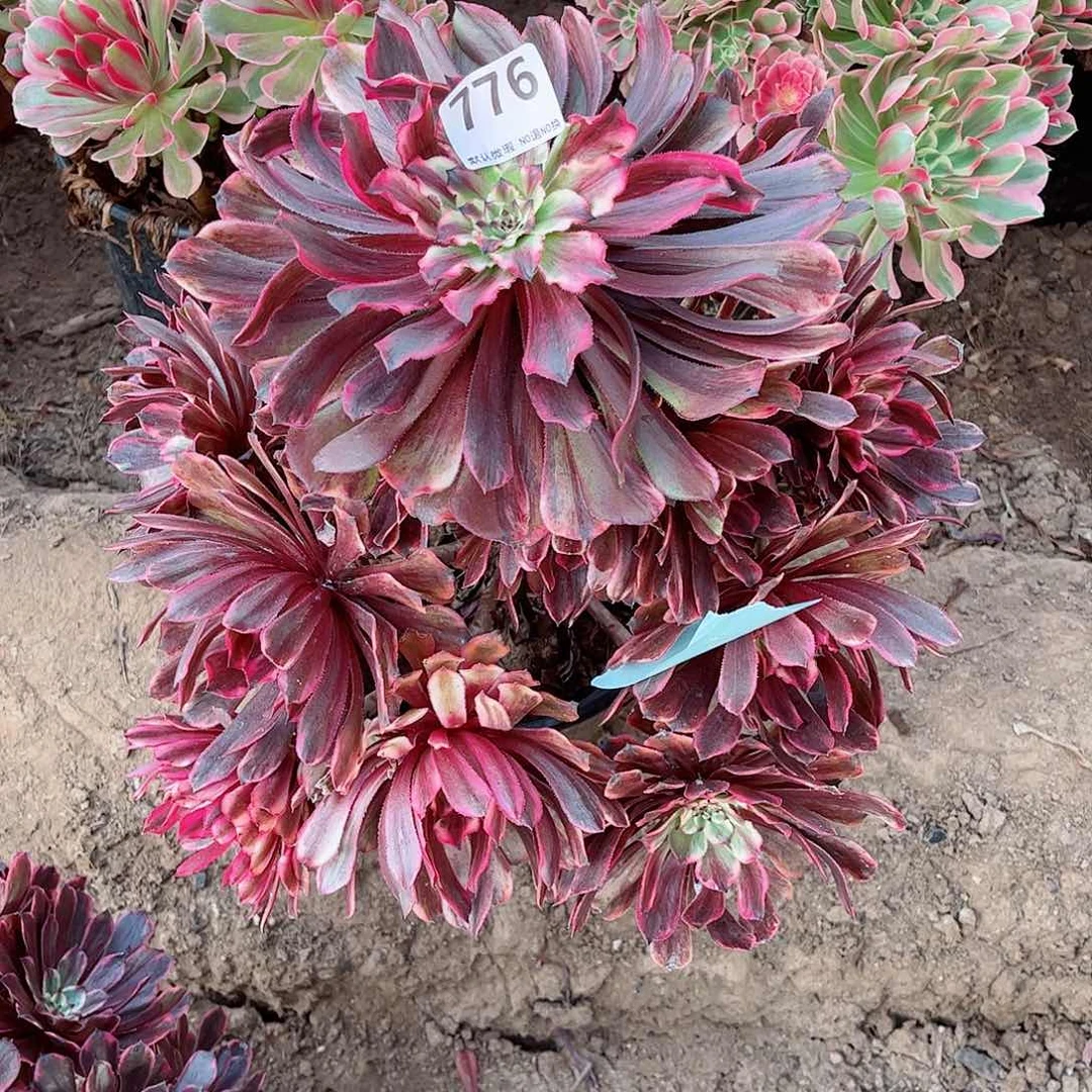 无花朵凉*多肉植物776