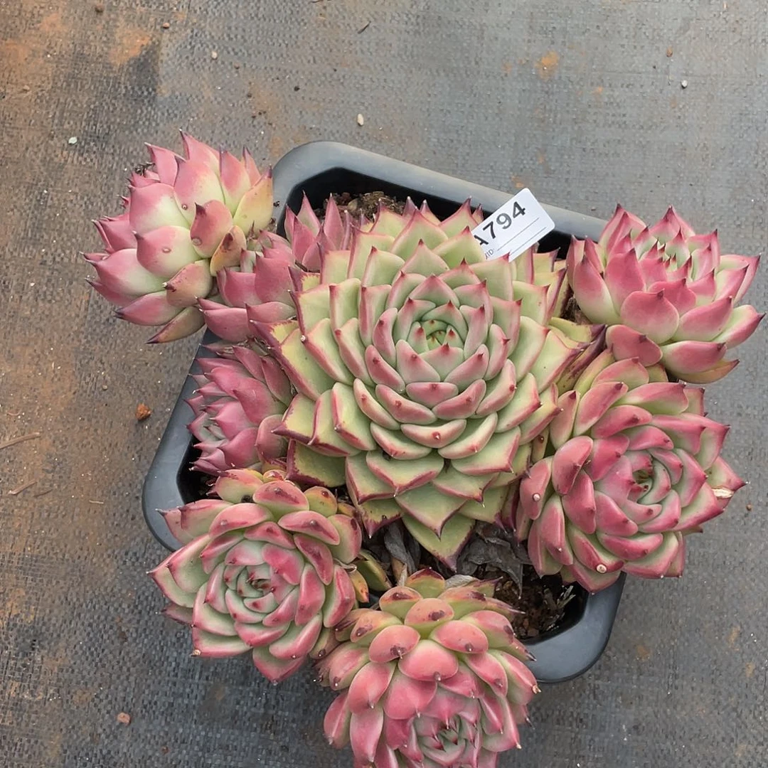 若如东云单拍A794（物流到付）