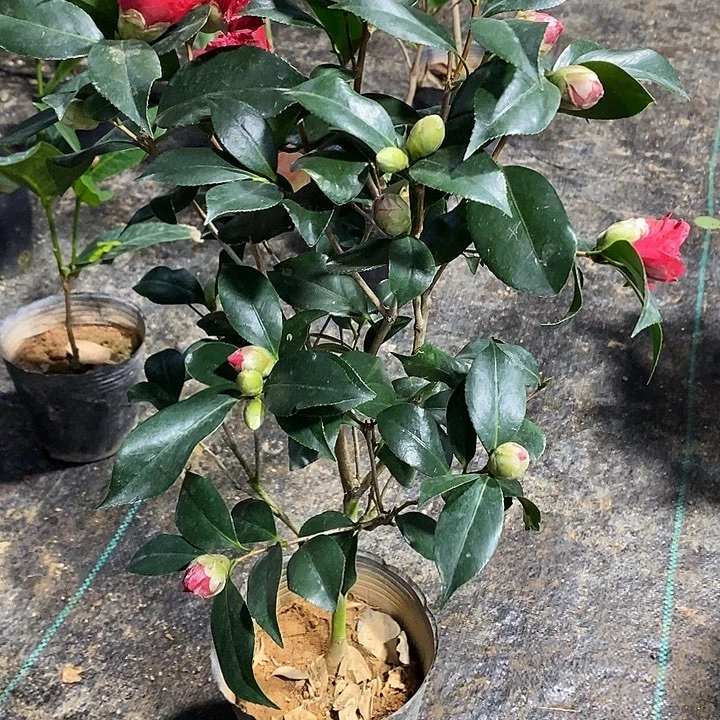 红托茶花 带花苞 有开品