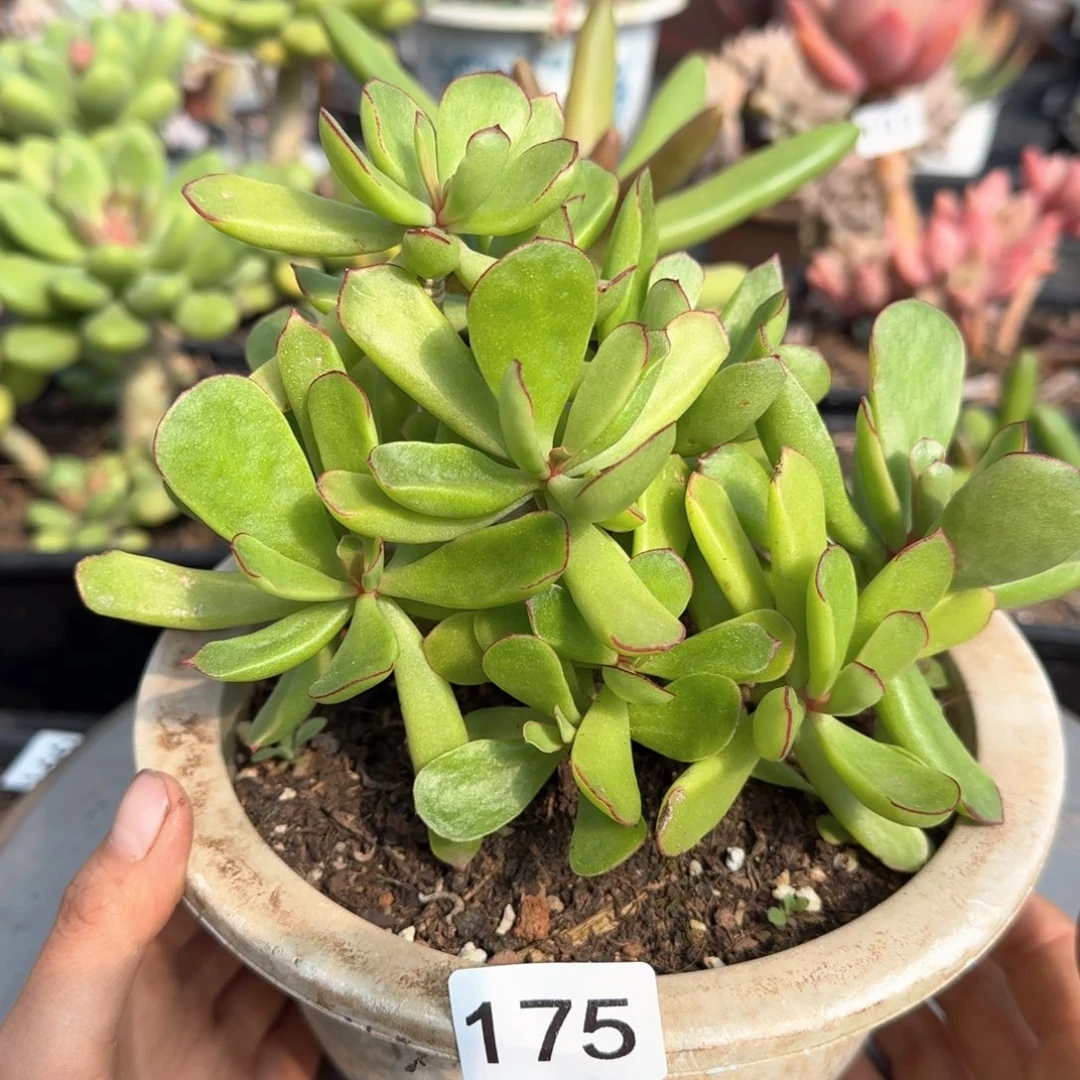 175号 一物一拍 一物一拍