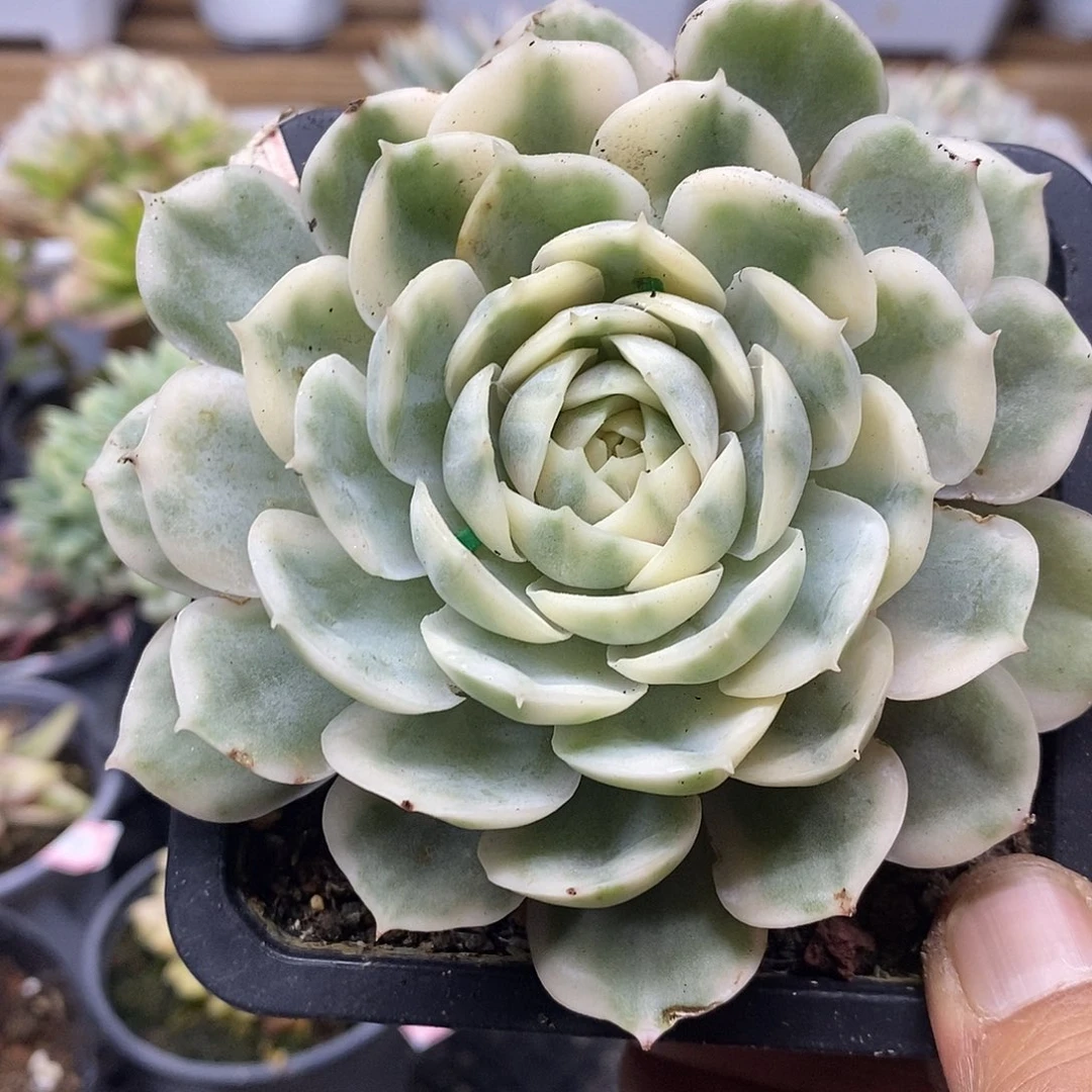 29114 昂斯诺锦多肉