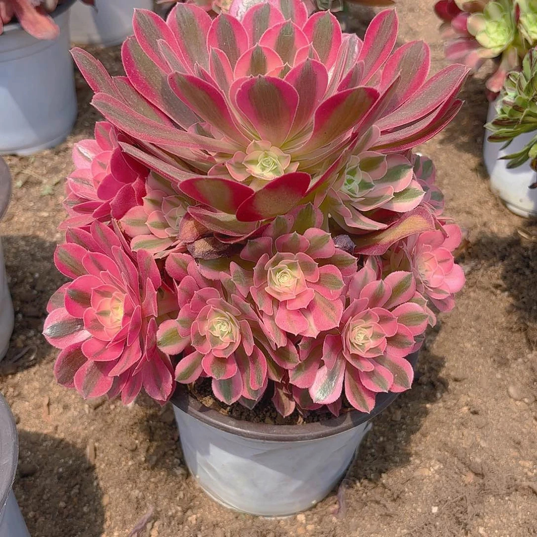 女巫多肉植物手捧