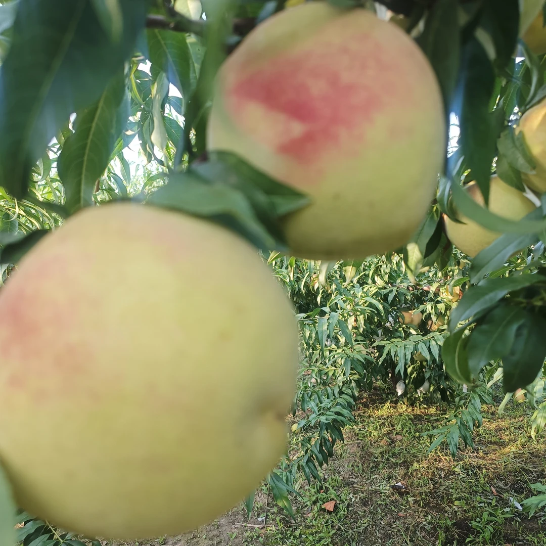 新鲜应季青脆蜜桃红心白肉脆甜多汁孕妇水果