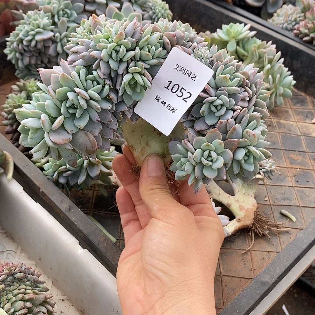 多***多梦之雪缀化多肉多肉052