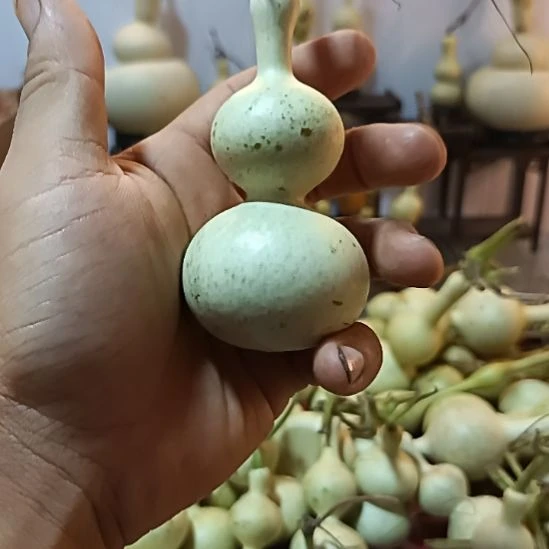 好****木质类葫芦直播下，龙头干了，阴干最好