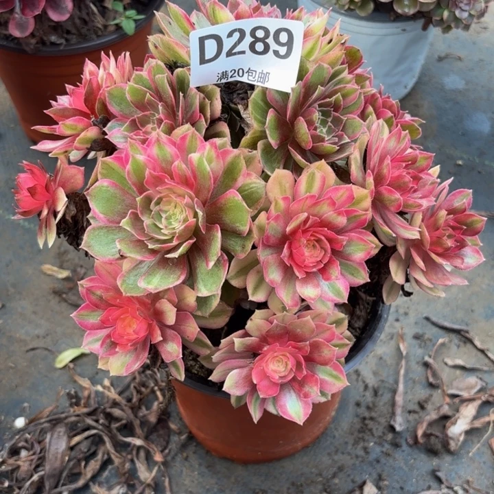 瑞妈多肉园艺289。黑膜锦
