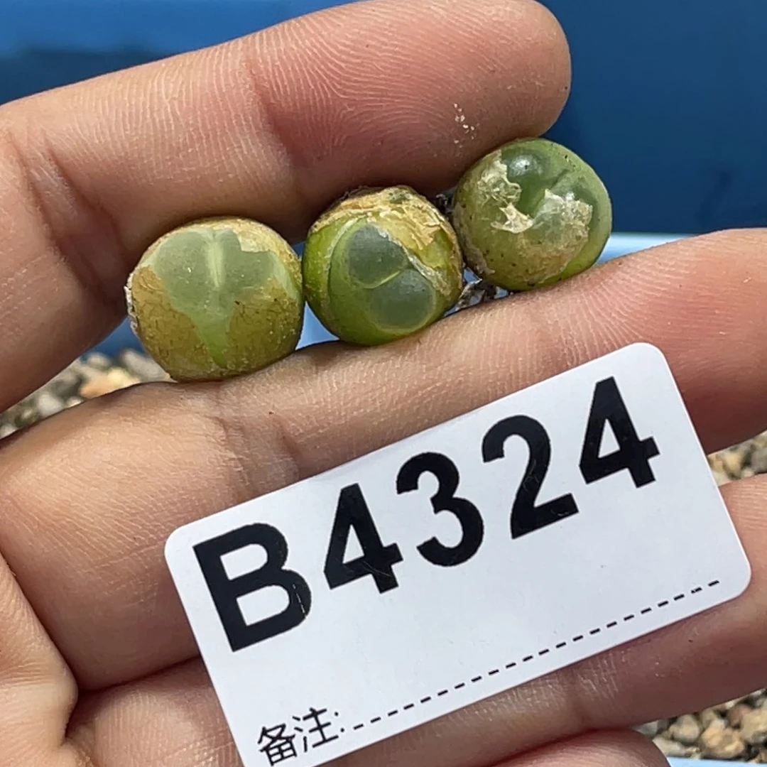 4324拉登3颗尺寸1.31.31.2