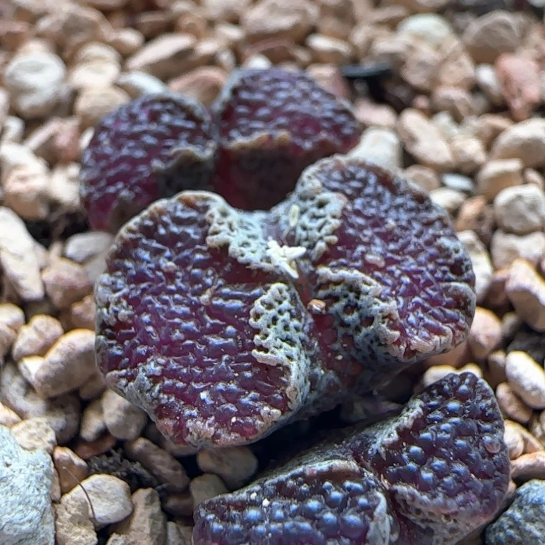 0188/三头超蝶勋章/